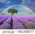 Rainbow over lavender field 98198677