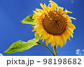 Sunflower over blue sky 98198682