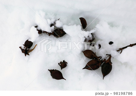 雪の上に落ちたキリの実 福島県只見町 雪の上に落ちたキリの実 福島県只見町 98198786