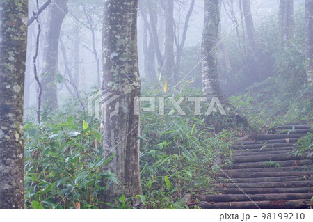 霧に包まれたブナの森　公園の道　(大山鏡ヶ成） 98199210
