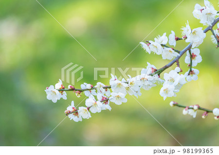 新緑と白梅 98199365