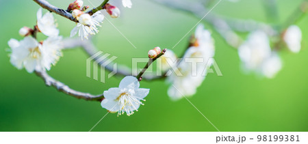 新緑と白梅 98199381