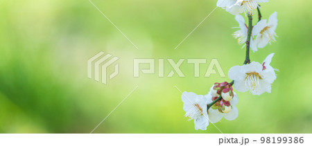 新緑と白梅 98199386