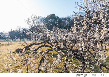 越谷梅林公園の白梅 98199440