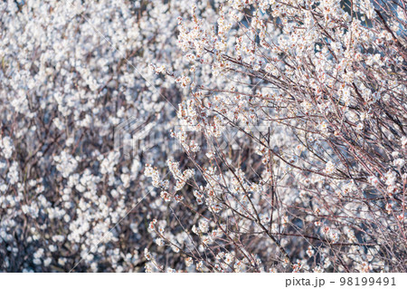 満開の白梅 満開の白梅 98199491