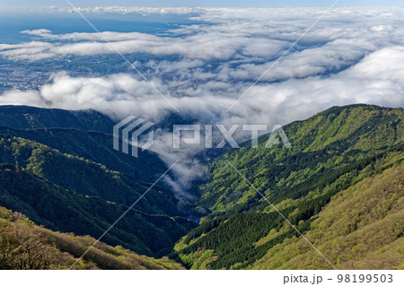 新緑の丹沢表尾根から見る雲海と秦野方面の町並み 98199503