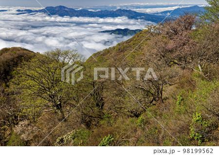 丹沢表尾根から見る新緑の大倉尾根と雲海・箱根の山並み 98199562