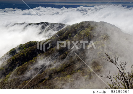 丹沢山地・塔ノ岳から見る新緑の表尾根と雲海・東京湾 丹沢山地・塔ノ岳から見る新緑の表尾根と雲海・東京湾 98199564
