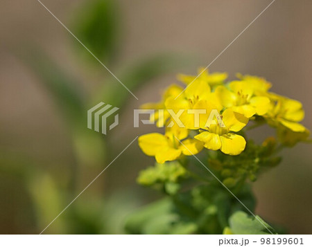 白菜の菜の花 98199601