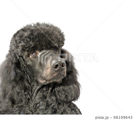 studio portrait of a black royal poodle on a white background 98199643