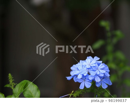 ルリマツリの花のアップとコピースペース ルリマツリの花のアップとコピースペース 98199837