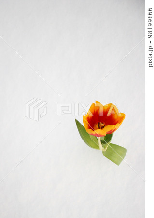 Tulip in the snow Tulip in the snow 98199866