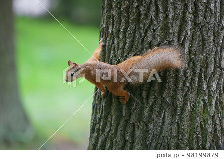 Fluffy squirrel on the tree Fluffy squirrel on the tree 98199879