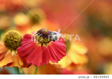 bumblebee on the orange flower bumblebee on the orange flower 98199883