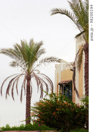 Palm trees Palm trees 98200194