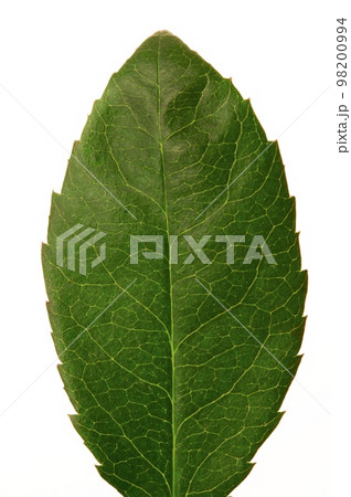 Green leaf isolated on white 98200994