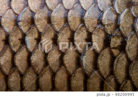 fish scales texture 98200995