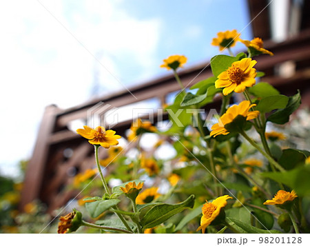 メランポジウムの花の群生 メランポジウムの花の群生 98201128