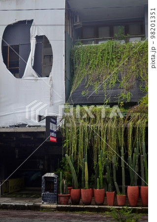 potted cactuses and green plants on Bali  98201351