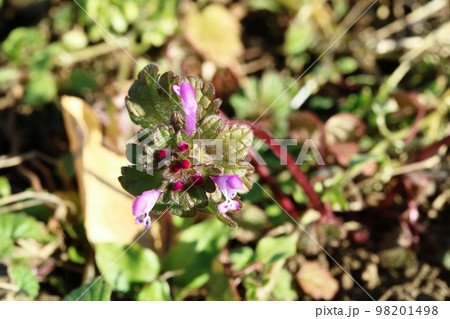春を待ちきれずに咲いたホトケノザ（仏の座） 98201498