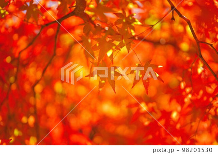 紅葉の中の紅葉 紅葉の中の紅葉 98201530