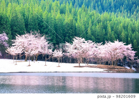 中子池の桜 98201609