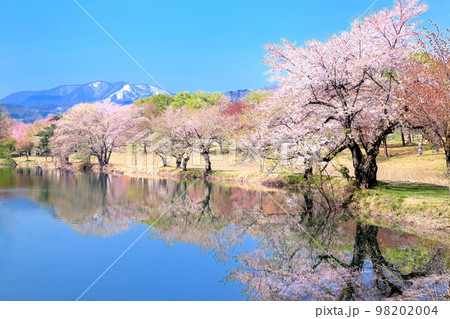 針湖池の桜 98202004