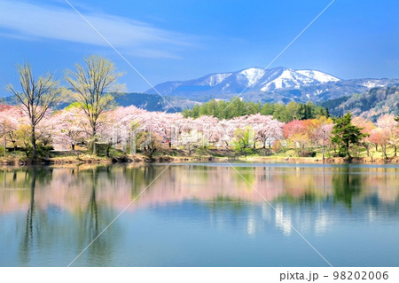 針湖池の桜 98202006