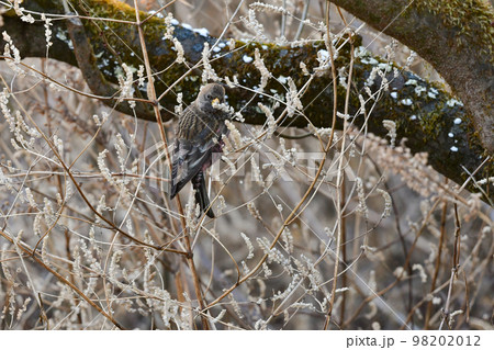冬の山で見られるローズピンクが美しいかわいい小鳥ハギマシコ 冬の山で見られるローズピンクが美しいかわいい小鳥ハギマシコ 98202012