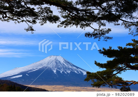 二十曲峠から臨む富士山と松の木の日本の冬風景 98202089