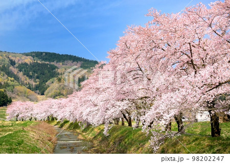 飯山・皿川堤防の桜並木 飯山・皿川堤防の桜並木 98202247