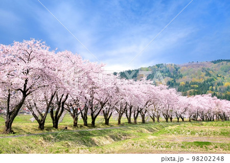 飯山・皿川堤防の桜並木 飯山・皿川堤防の桜並木 98202248