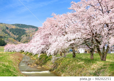 飯山・皿川堤防の桜並木 飯山・皿川堤防の桜並木 98202251