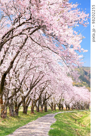飯山・皿川堤防の桜並木 98202255