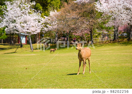 奈良公園の鹿さんと桜 奈良公園の鹿さんと桜 98202256