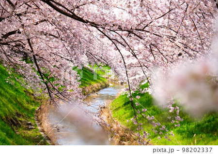 奈良佐保川の桜トンネル 98202337