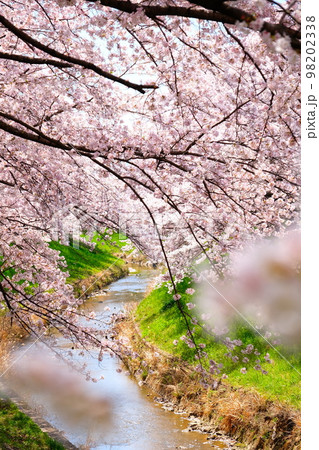 奈良佐保川の桜トンネル 98202338