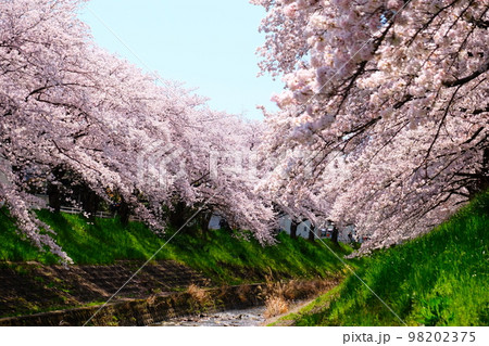 奈良佐保川の桜トンネル 98202375