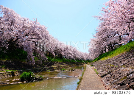 奈良佐保川の桜トンネル 98202376