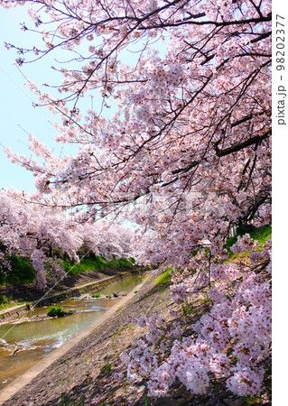 奈良佐保川の桜トンネル 98202377