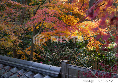裏山の紅葉に夕方の光が照らす 98202421