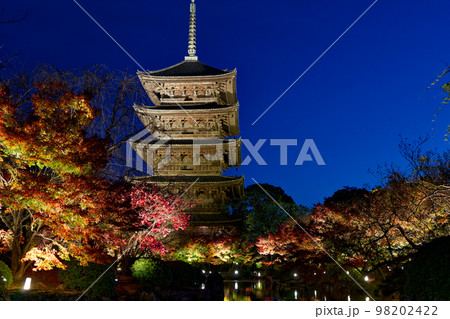 東寺紅葉のライトアップ 98202422