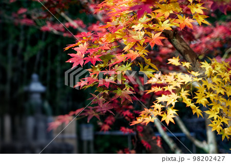石灯籠と紅葉 98202427