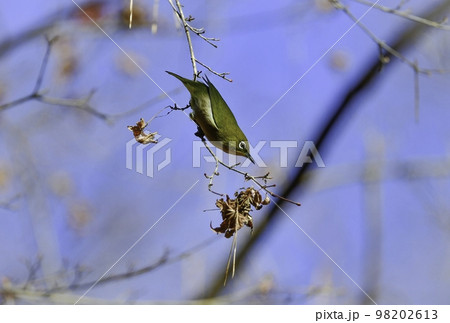 うぐいす色と白の美しい、かわいらしい身近な小鳥メジロ 98202613
