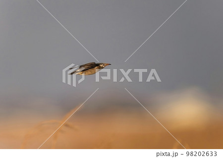 夕日に染まる葦原をバックに飛ぶムクドリ 98202633