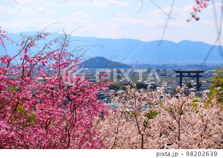 奈良県大美和の社展望台からの桜景色 98202639