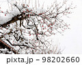 赤い実のついた木に積もる雪 98202660