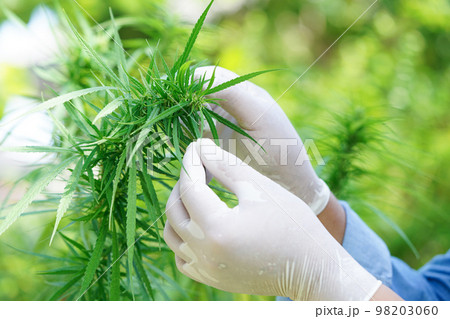 Cannabis, marijuana or marihuana leaf, cbd, thc used as drug, intoxicant, or alternative medicine. Cannabis, marijuana or marihuana leaf, cbd, thc used as drug, intoxicant, or alternative medicine. 98203060