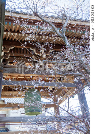 三河一向一揆の寺(愛知県岡崎市上宮寺)の鐘楼と不断桜 三河一向一揆の寺(愛知県岡崎市上宮寺)の鐘楼と不断桜 98203338