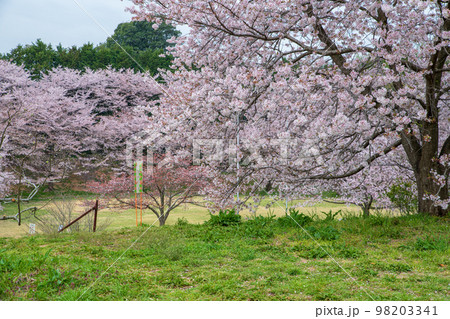 満開の桜 北本キャンプフィールド 春の風景 満開の桜 北本キャンプフィールド 春の風景 98203341